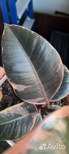 Фикус эластика Белиз