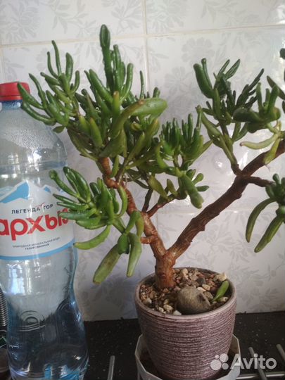 Крассула хоббит