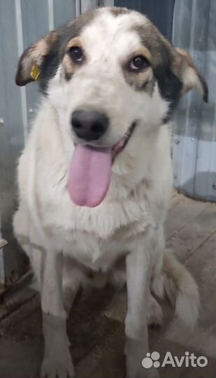 Мурманск и мо Дружок ищет дом