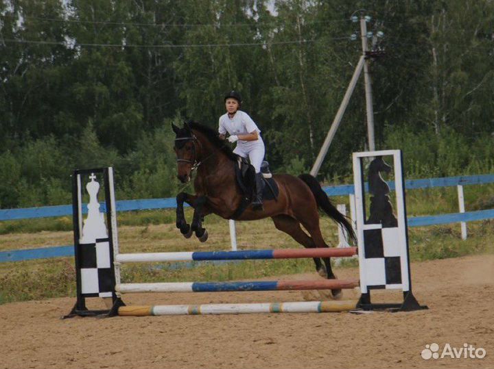 Лошадь в аренду