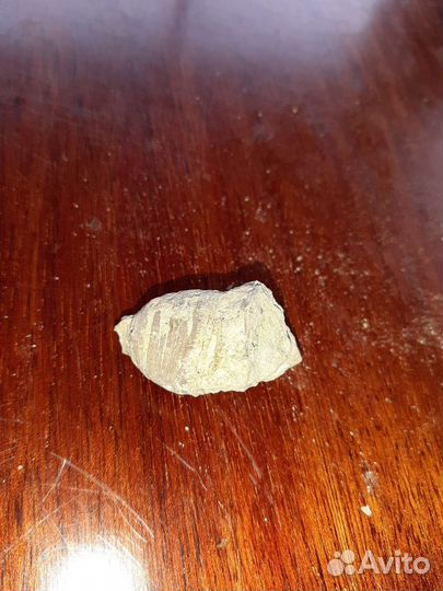 Окаменелости