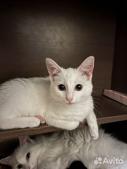 Отдам в добрые руки котенка девочку