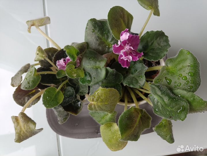 Продам фиалки