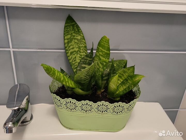 Комнатные растения