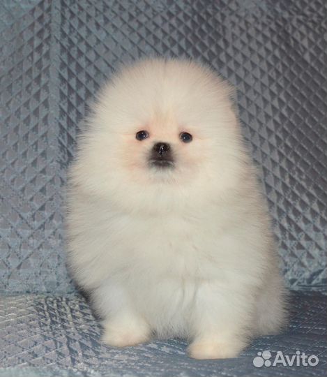 Шикарные девчульки-лапотульки