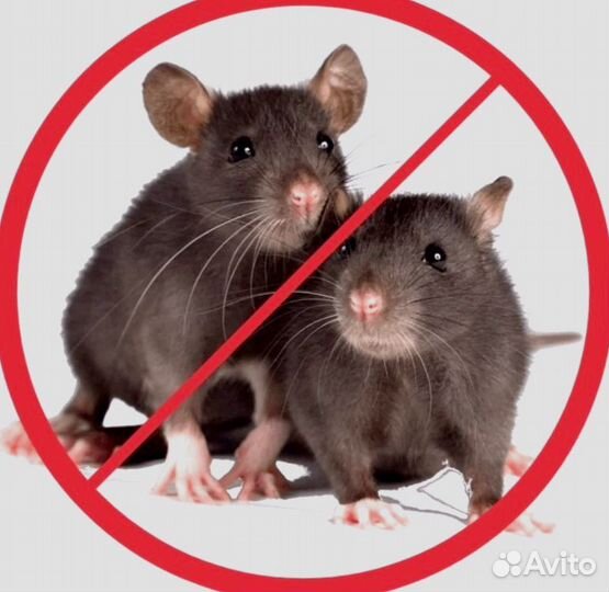 Обработка от тараканов, клопов, муравьев, мышей