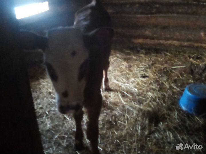 Продаётся телёнок