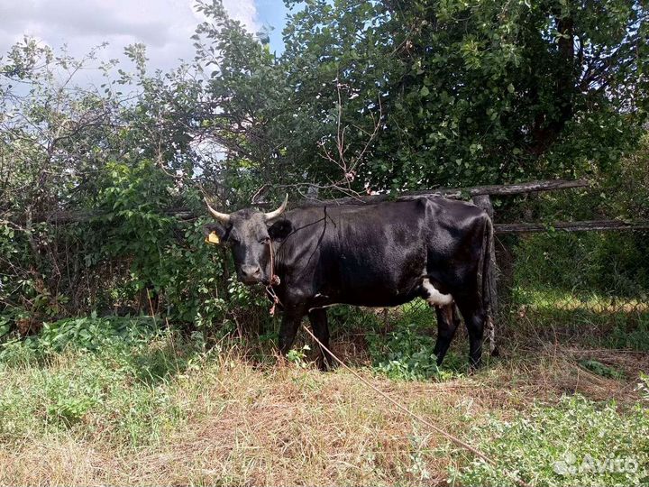 Корова дойная