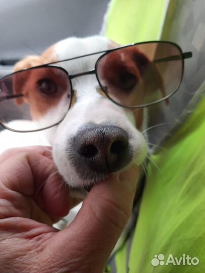 Вязка джек рассел терьер