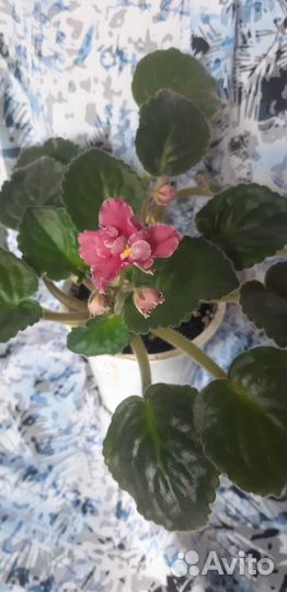 Фиалки разные