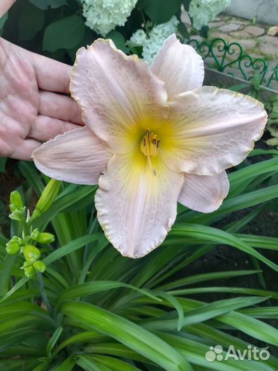 Многолетники для дачи