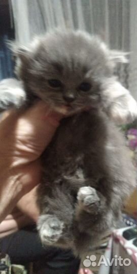 Шотландские котята