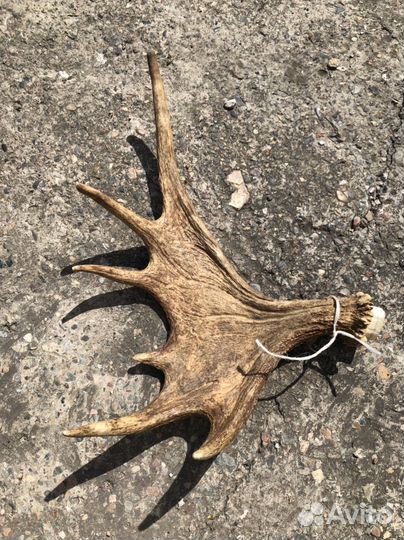 Продам рога лося