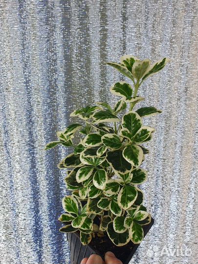 Бересклет Форчуна