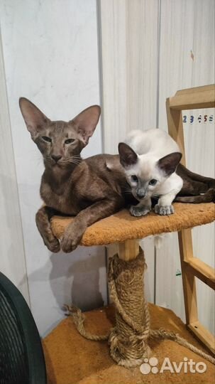 Ориентальные котята
