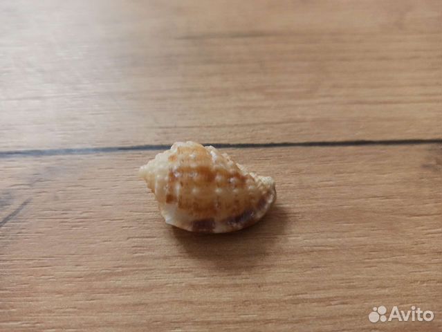 Морская раковина