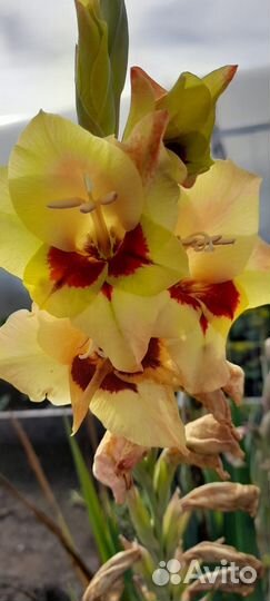 Гладиолусы луковицы