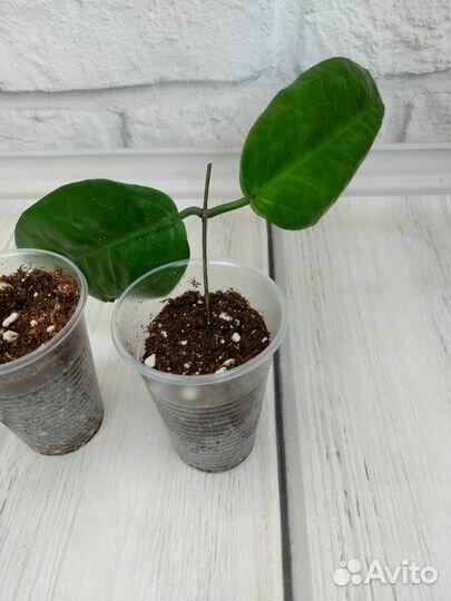 Хойя мегаластер и др