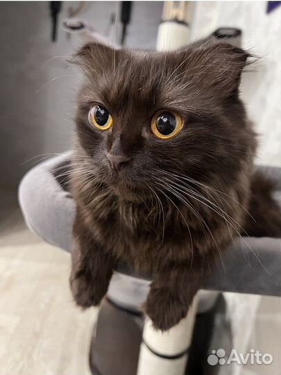 Кошка в дар бесплатно