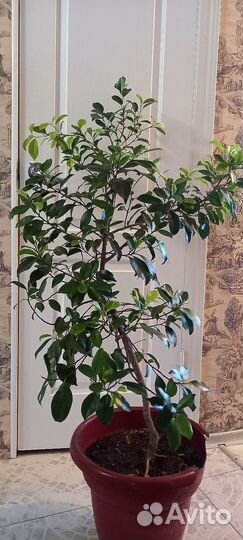 Фикус бенджамина curly