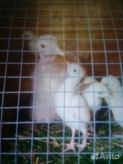 Индюшата,куры,инкуб яйцо