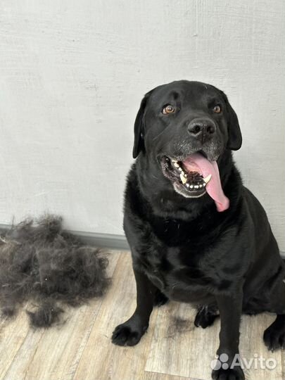 Услуги грумера