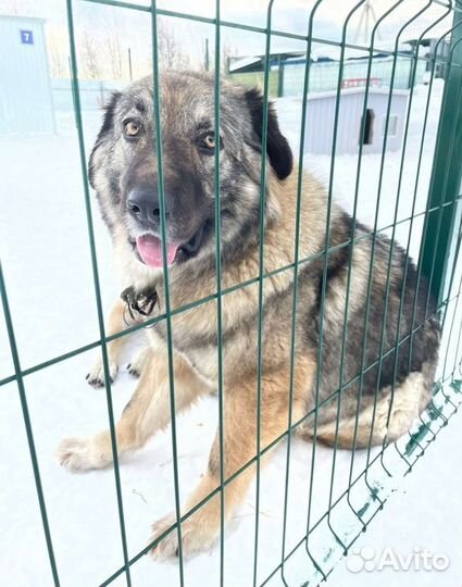 Собака для загородного дома в дар