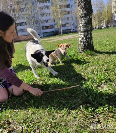 Гостиница для собак, передержка собак, зооняня