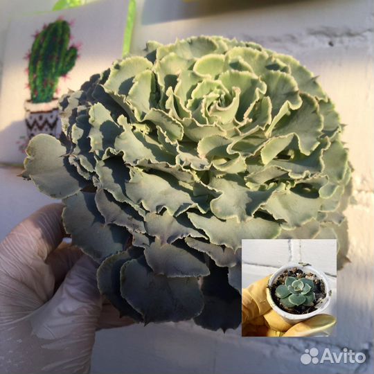 Суккуленты