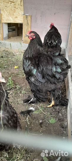 Молодые петушки кохонхин, брама