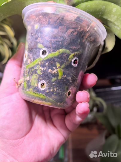 Орхидея фаленопсис Ирен Добкин