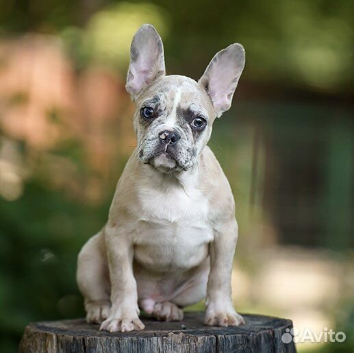 Французский бульдог, мальчик