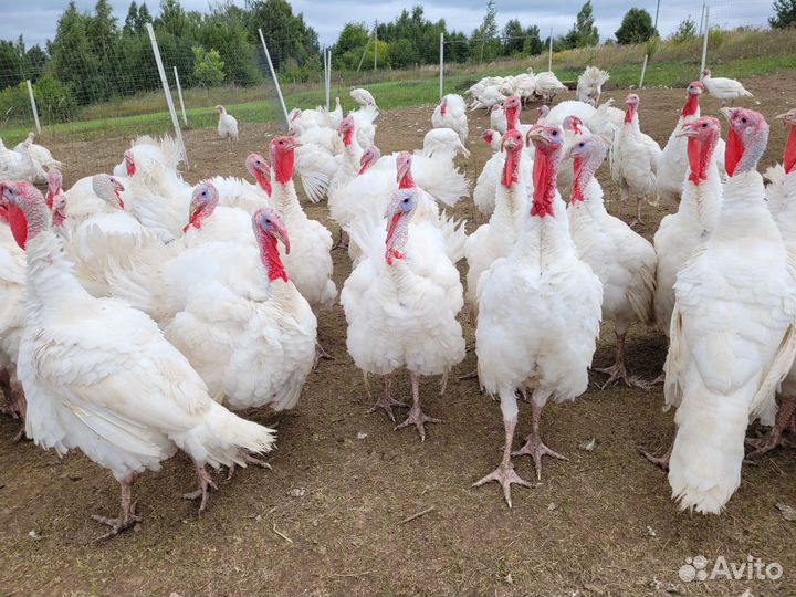 Индюки Биг -6