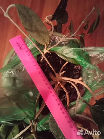 Хойя восковой плющ