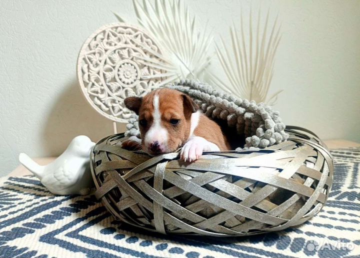 Щенки Басенджи