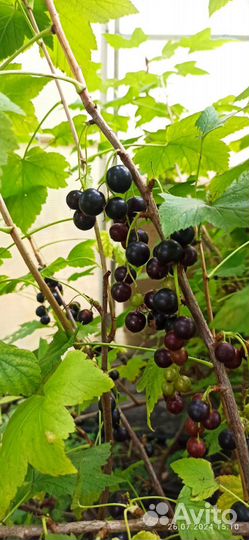 Черная смородина с закрытой корневой системой