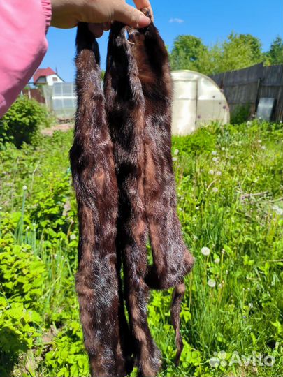 Шкуры норки