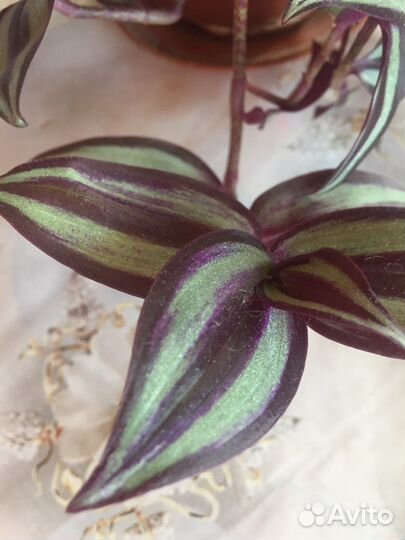 Традесканция