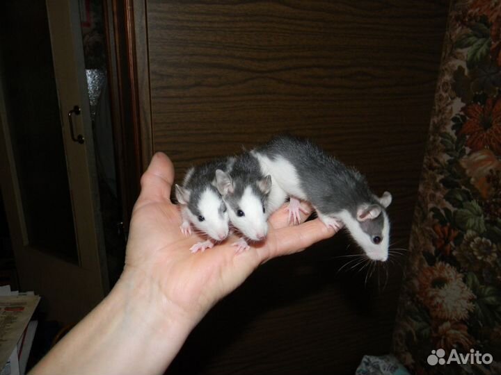 Декоративные крысы