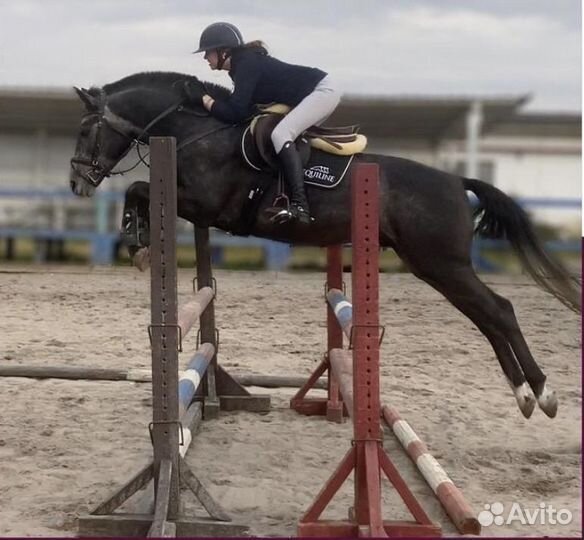 Лошадь в аренду Джамп