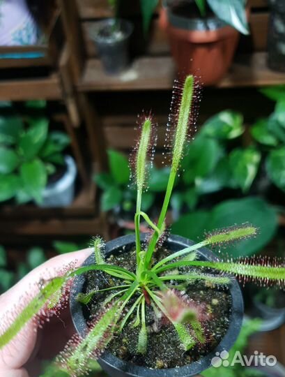 Росянка капская Хищное растение