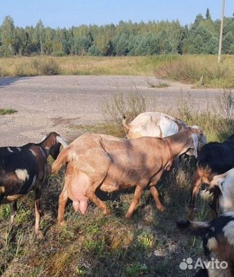 Коза нубийская