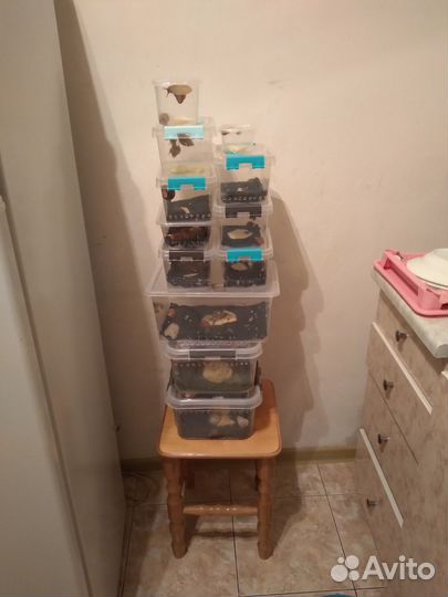 Улитки ахатины, архи