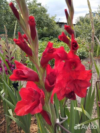 Пока стоп. Букеты Гладиолусы. Срежу по заявке