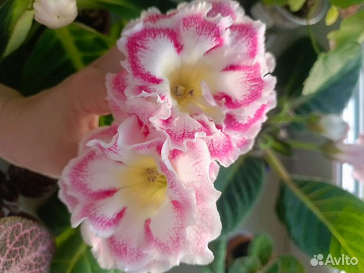 Глоксинии листы, есть взрослые растения