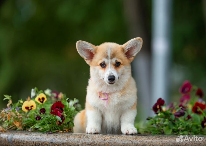 Вельш-корги пемброк девочка