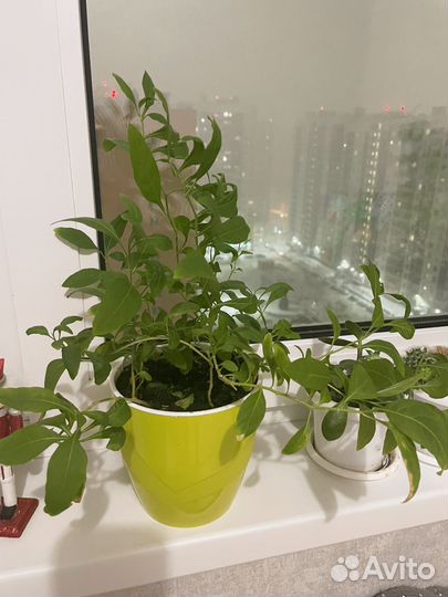 Паслен комнатный