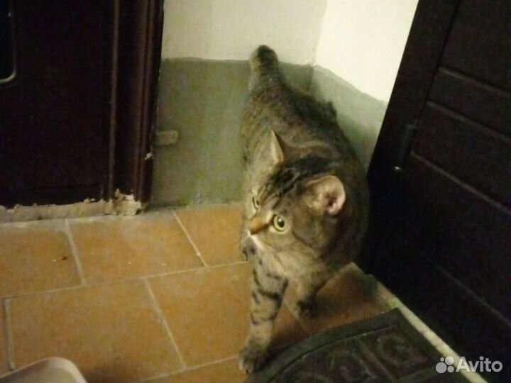 Кошка