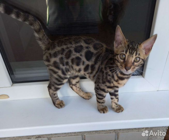 Котята с документами