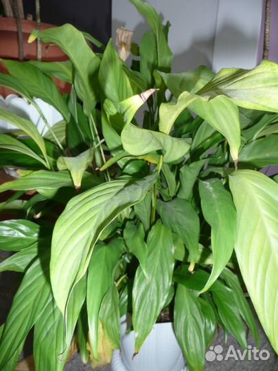 Саженцы деревьев - лимон